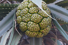 Pandanus fascicularis